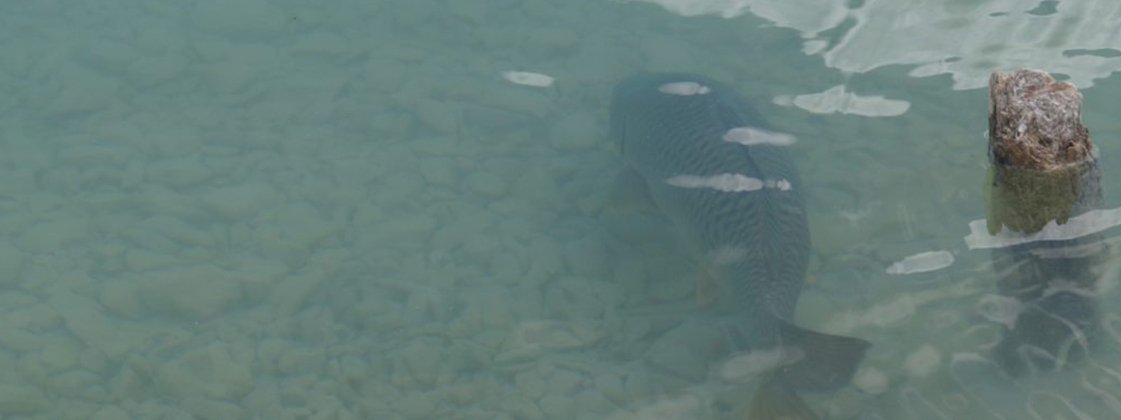 Karper terugzetten onderwater