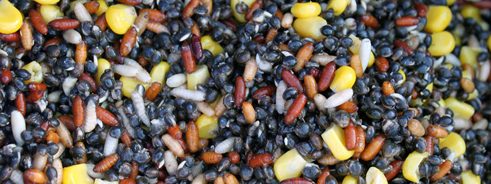 Het juiste voor zeelt voorvoeren