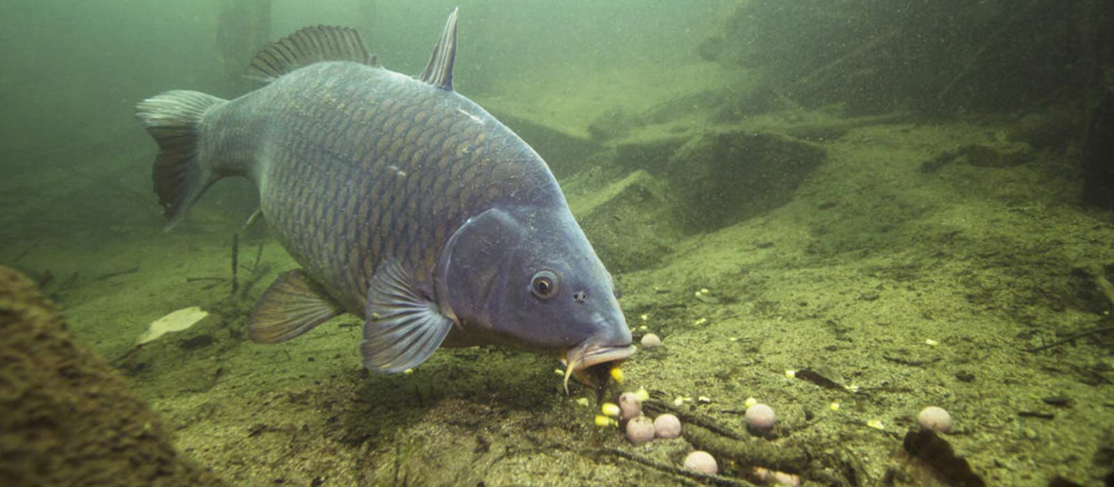 Karperstek onderwater