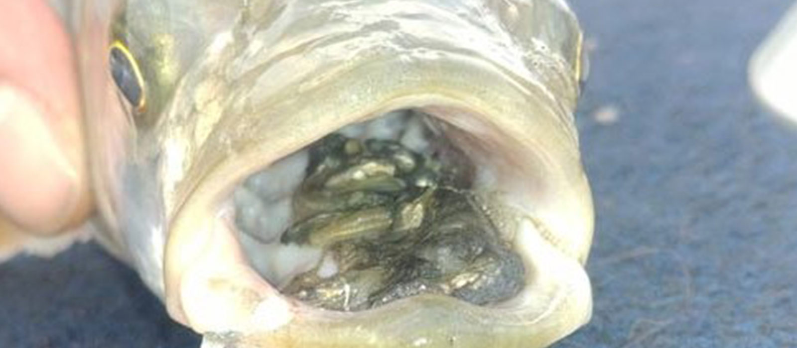 Roofblei met aasvisjes