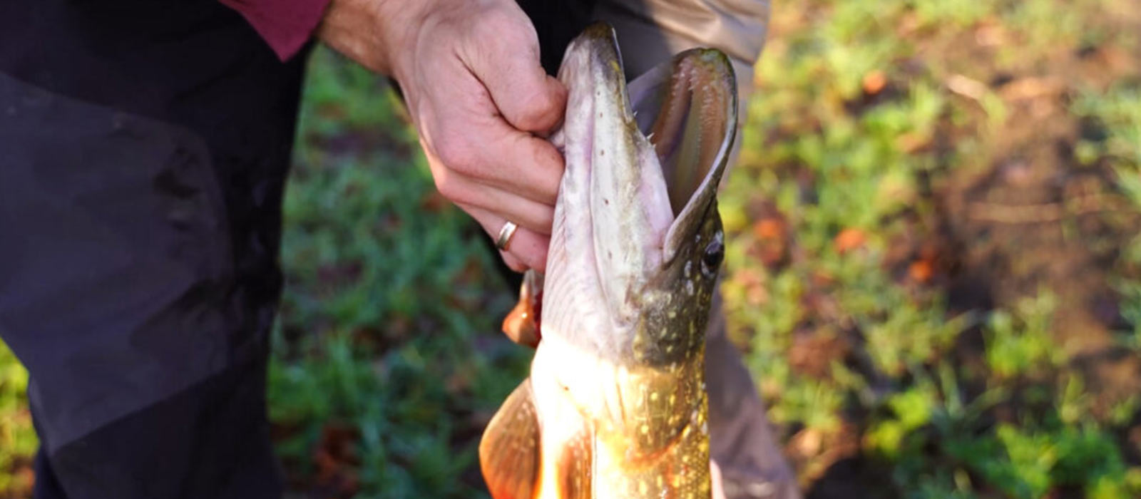 kieuwgreep snoek doodaas