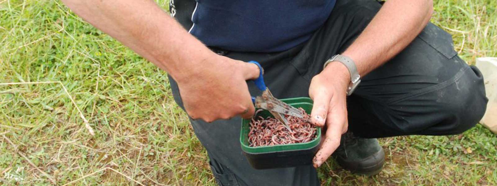 De wormenschaar in gebruik