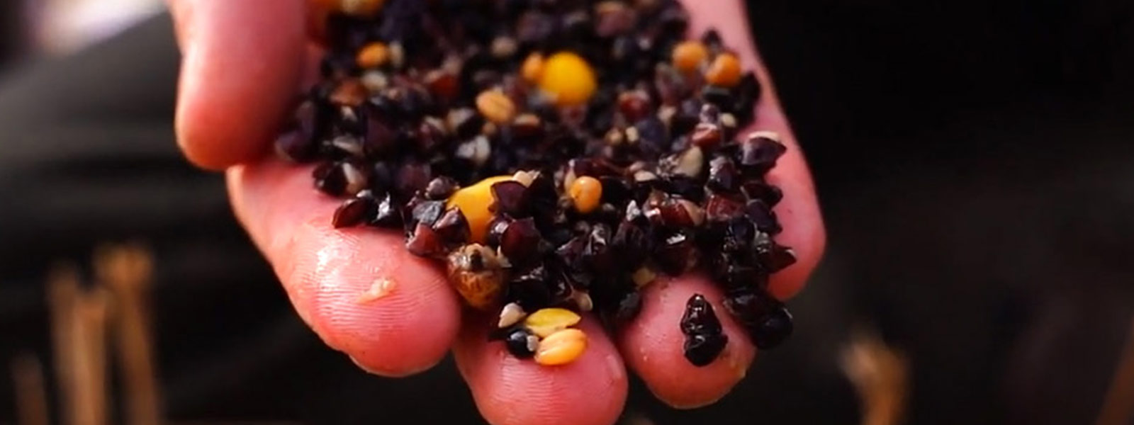 1000x666px-karpervissen-voer