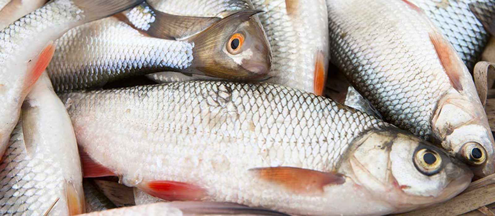 doodaastips_aas_raven