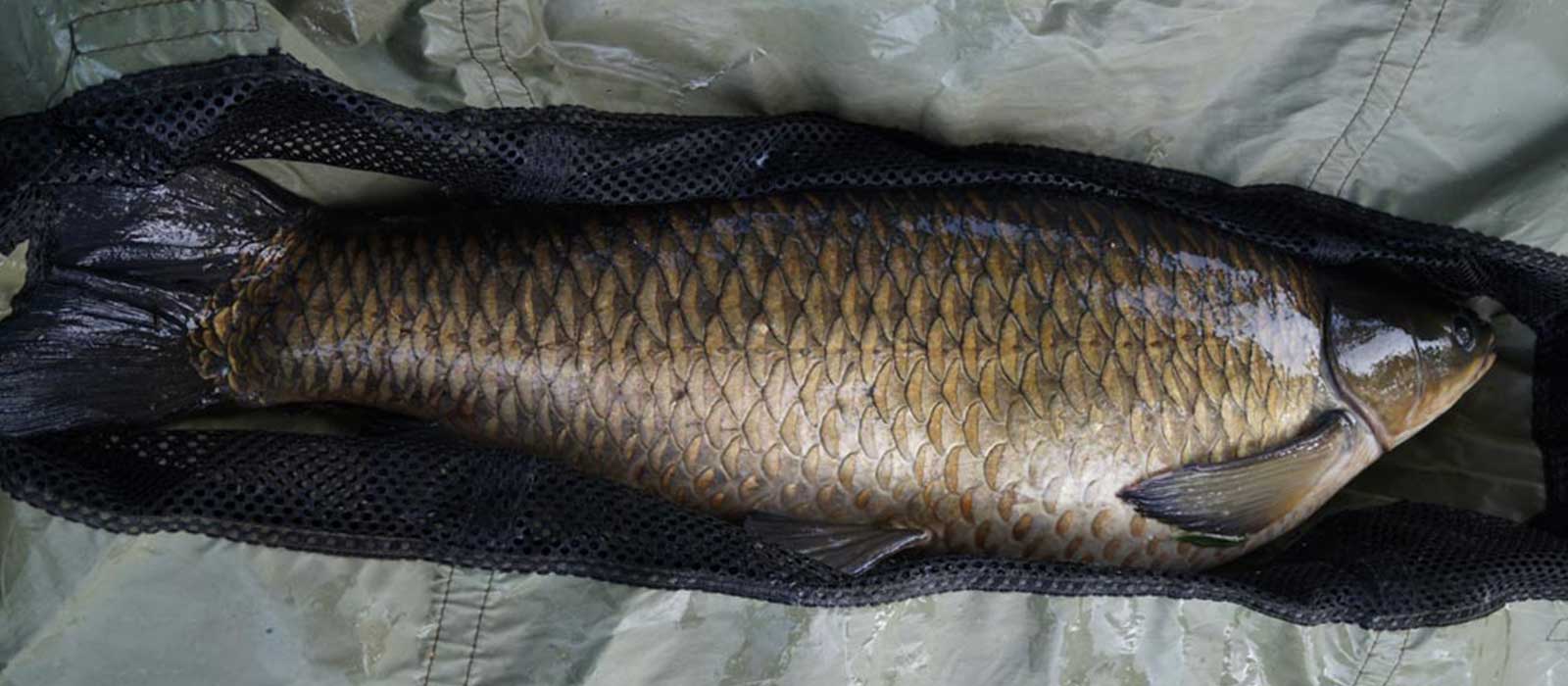 Graskarper weegzak raven