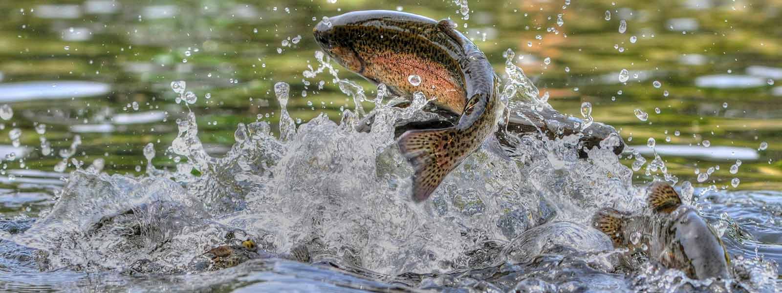 Forelvissen in paaitijd