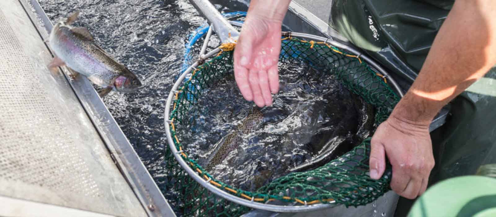 Forel van eigen kweek