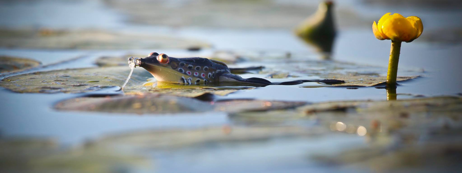 Imitatie van een kikker Imitatie van een kikker