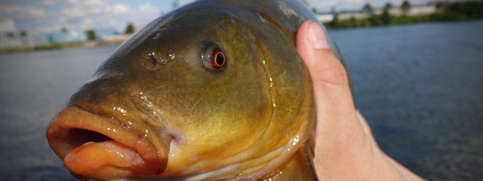 Begin met die gevulde voerkorven met wat pieren of casters erin en kijk of je een aanbeet kan forceren.