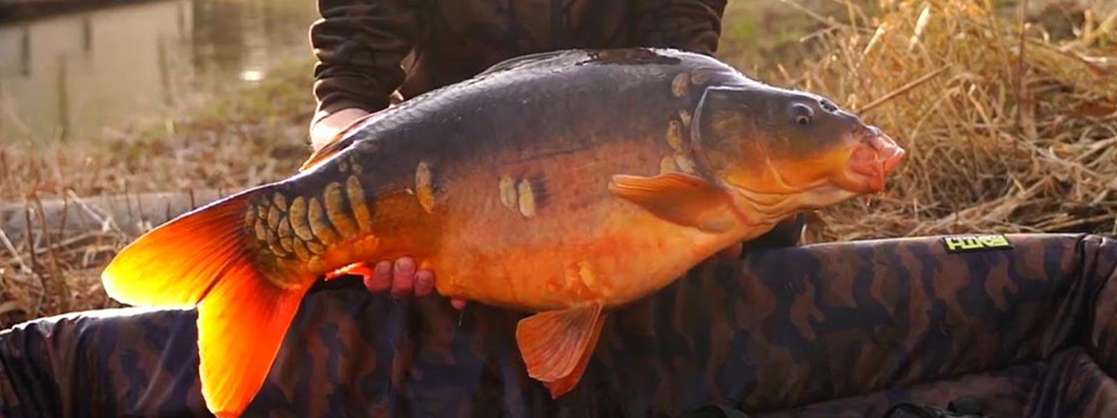 1000x666px-peter-gevangen-karper