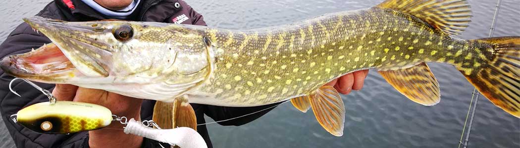 Gevangen snoek met statisch doodaas vissen