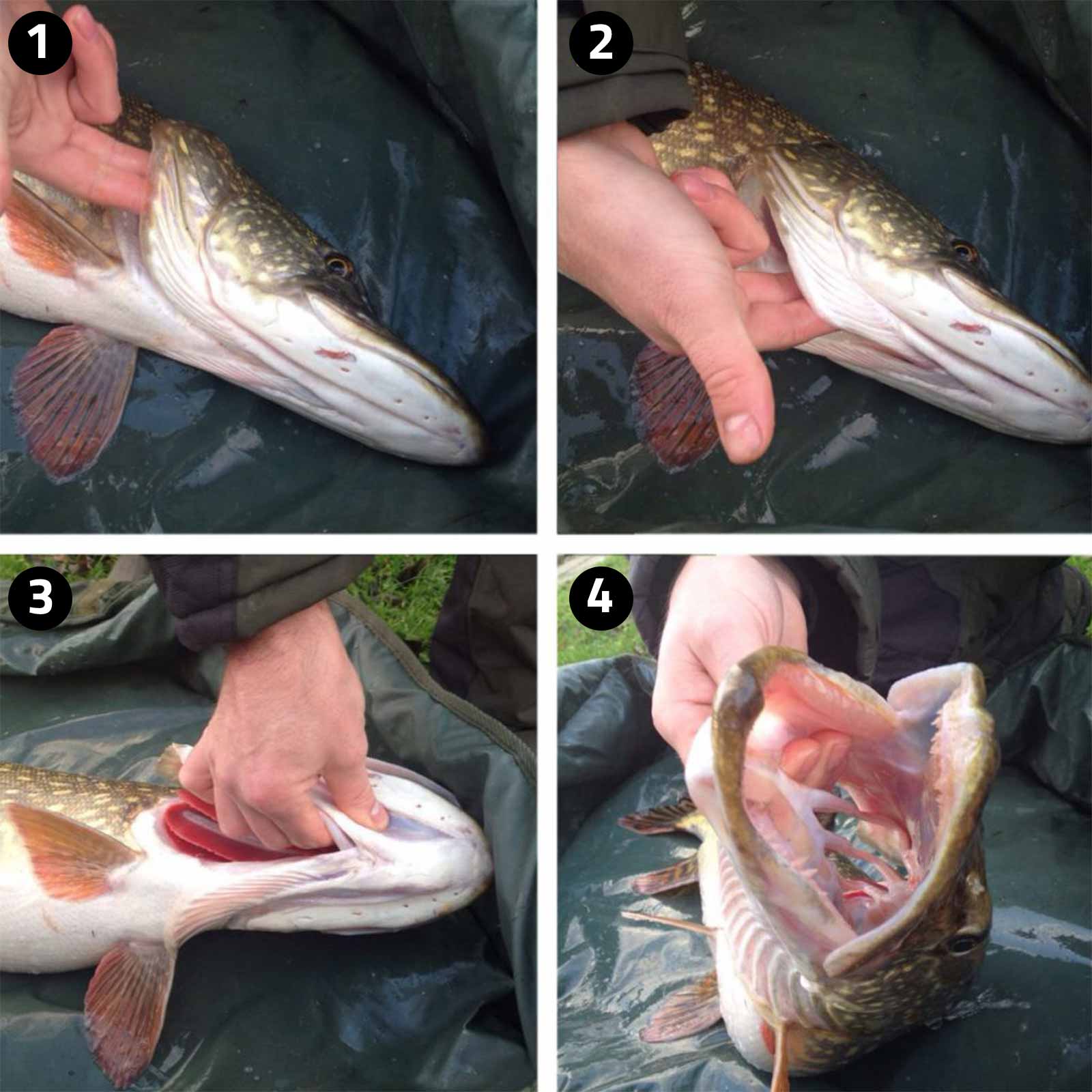 Kieuwgreep in 4 stappen