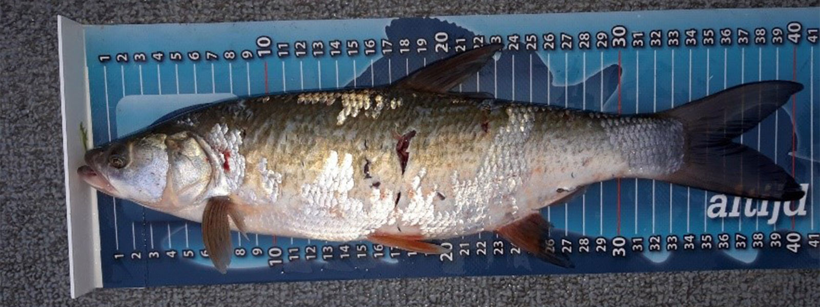 Snoekvissen met groot aas