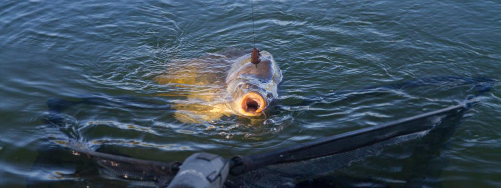 Karper_landen_schepnet