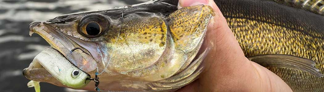 snoekbaars