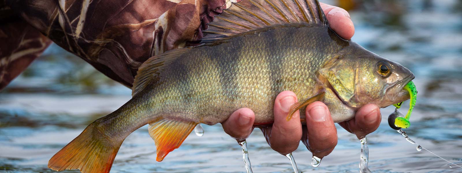 Baars gevangen op shad