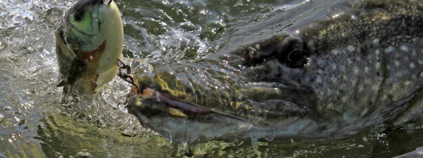 Roofvis_Snoek_Beet_Actie