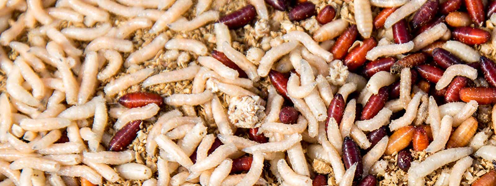 Maden en pinkies overview