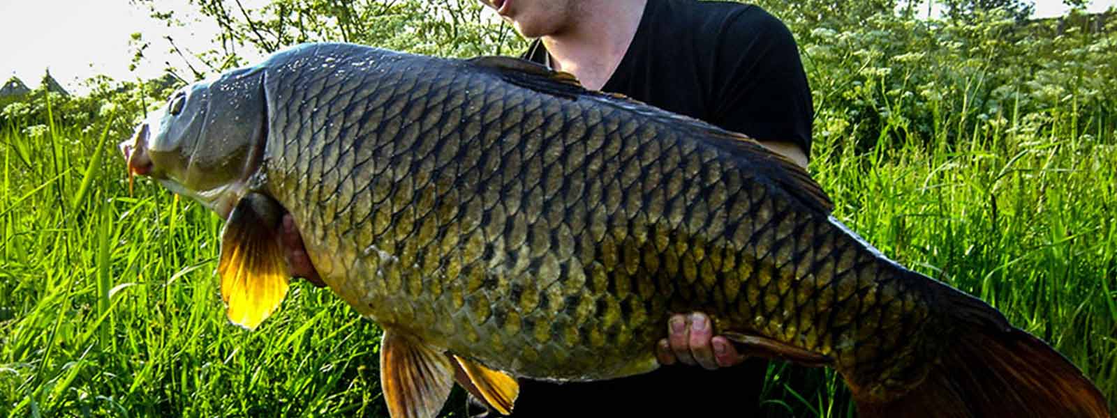 targetvissen_schub_raven