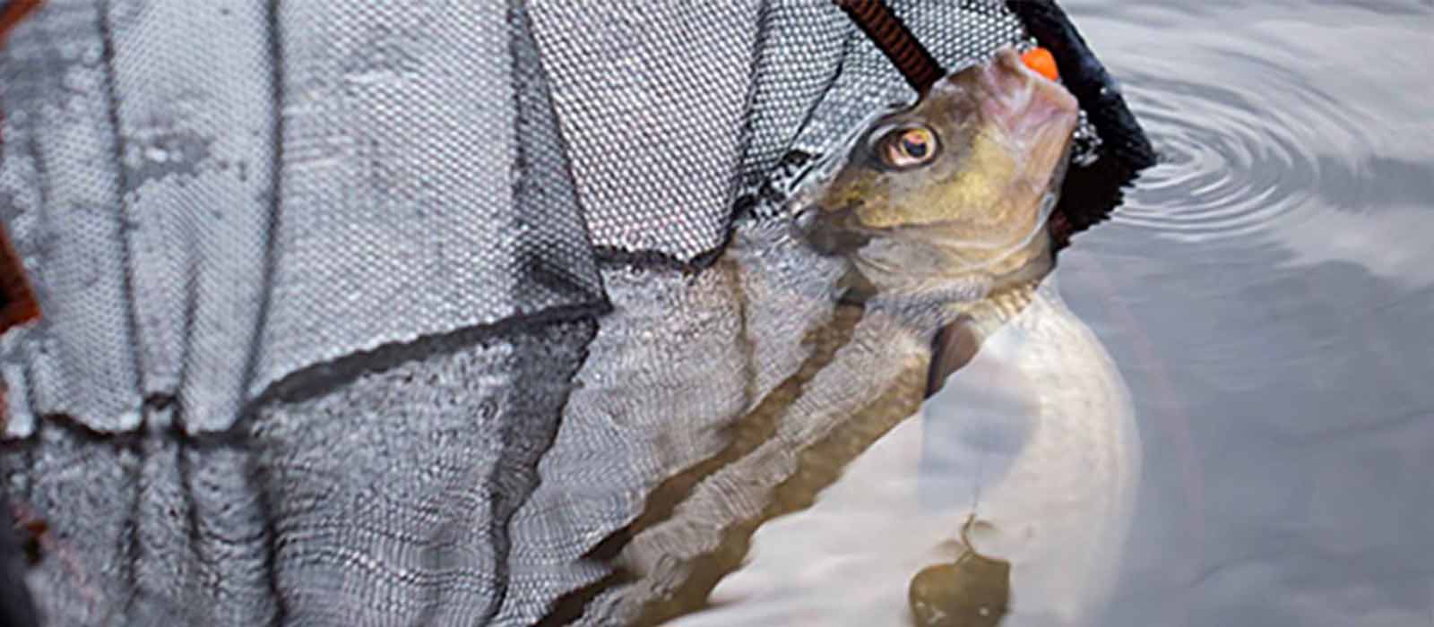 Door groter haakaas te gebruiken minimaliseer je de kans op kleine vissen.