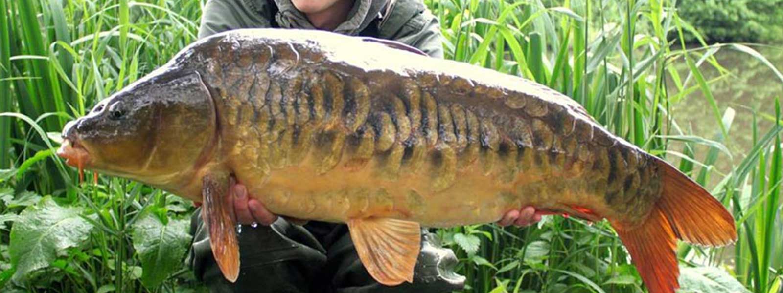 Een karper is niet uit te sluiten ;)