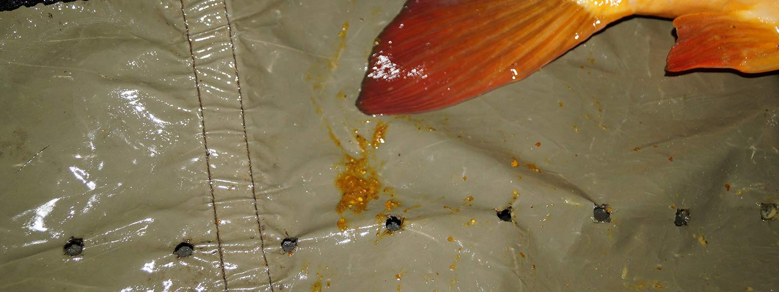 laxerend effect karper