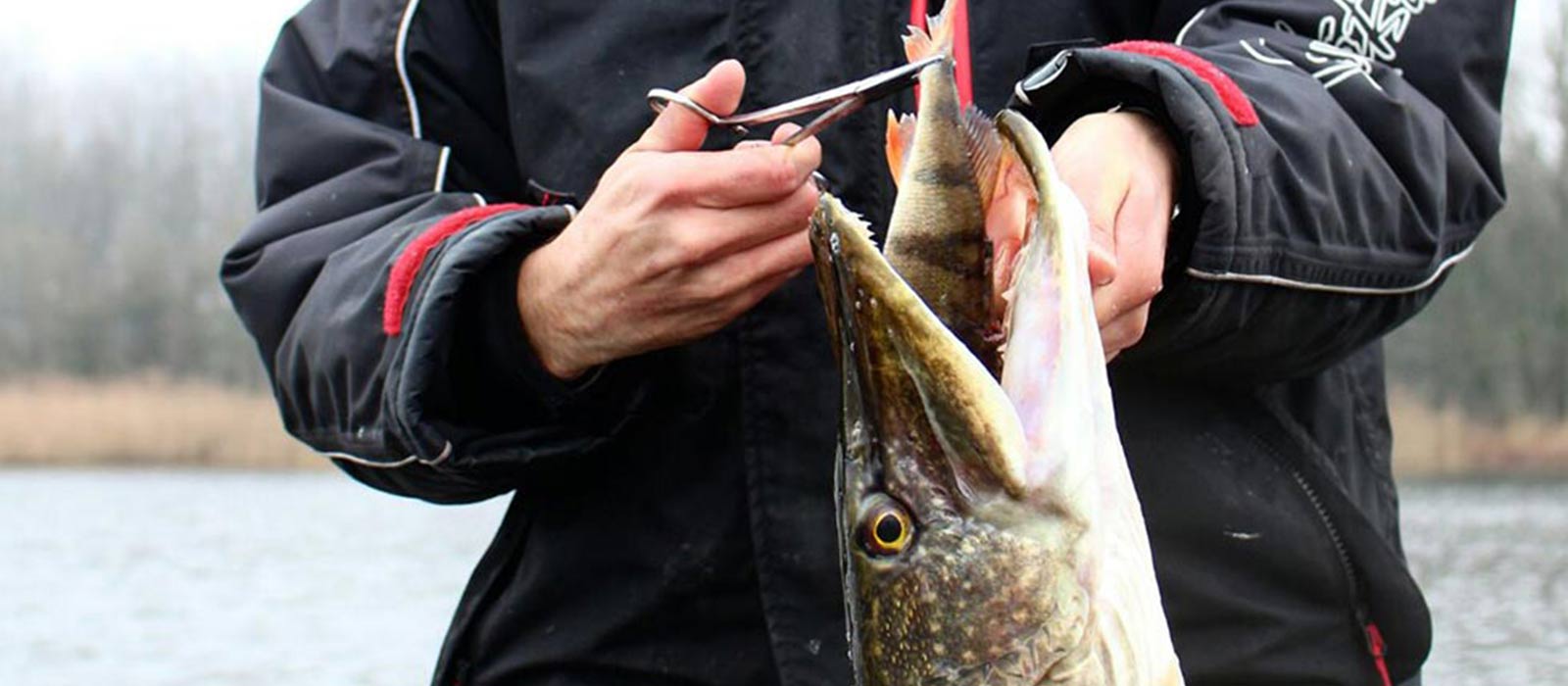 doodaastips_onthaaktang_raven