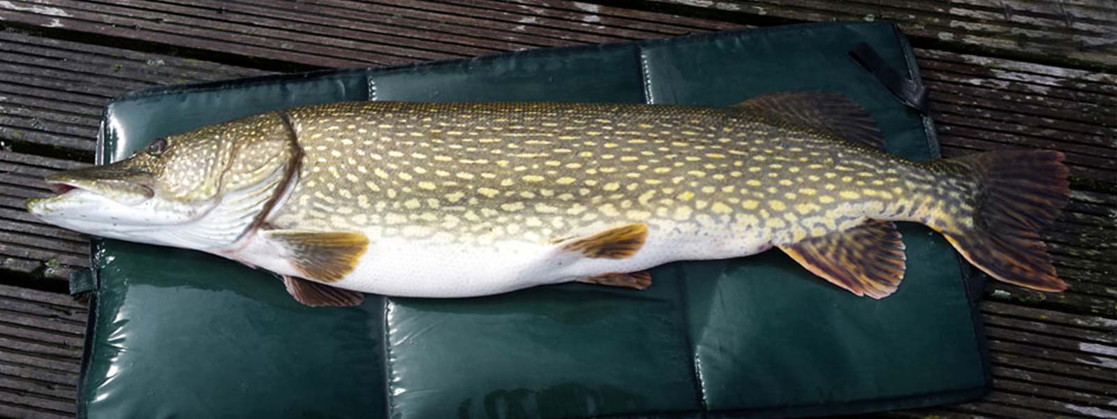 snoek-op-de-onthaakmat