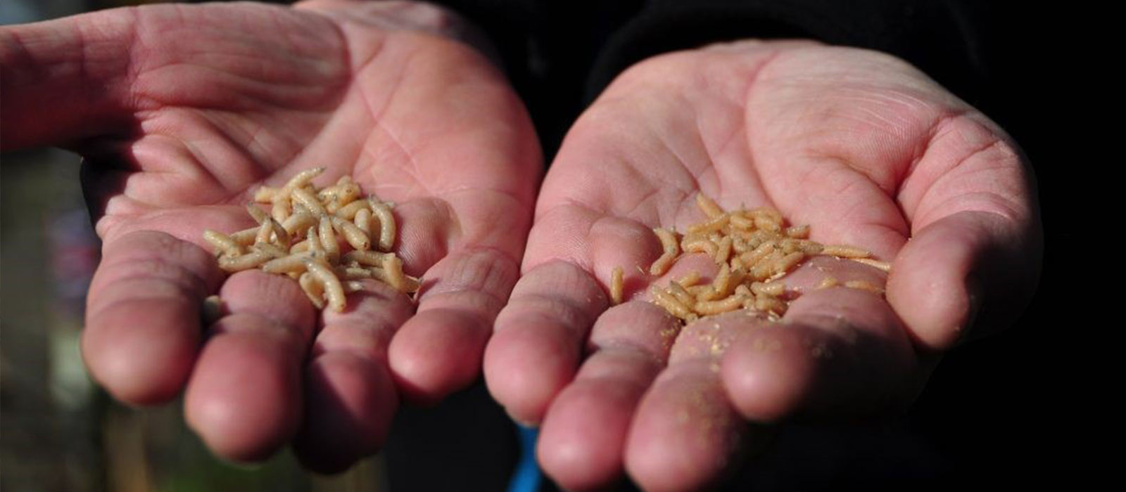 Witvissen met maden in het voorjaar