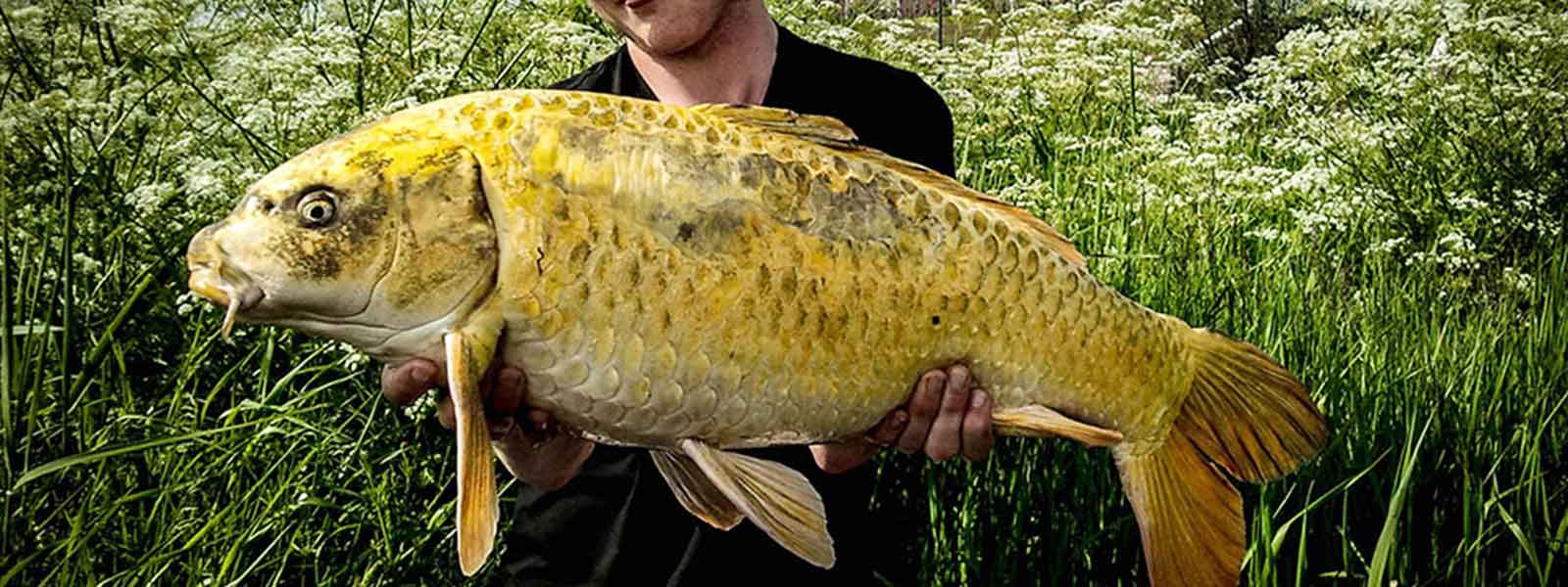 targetvissen_koi_raven