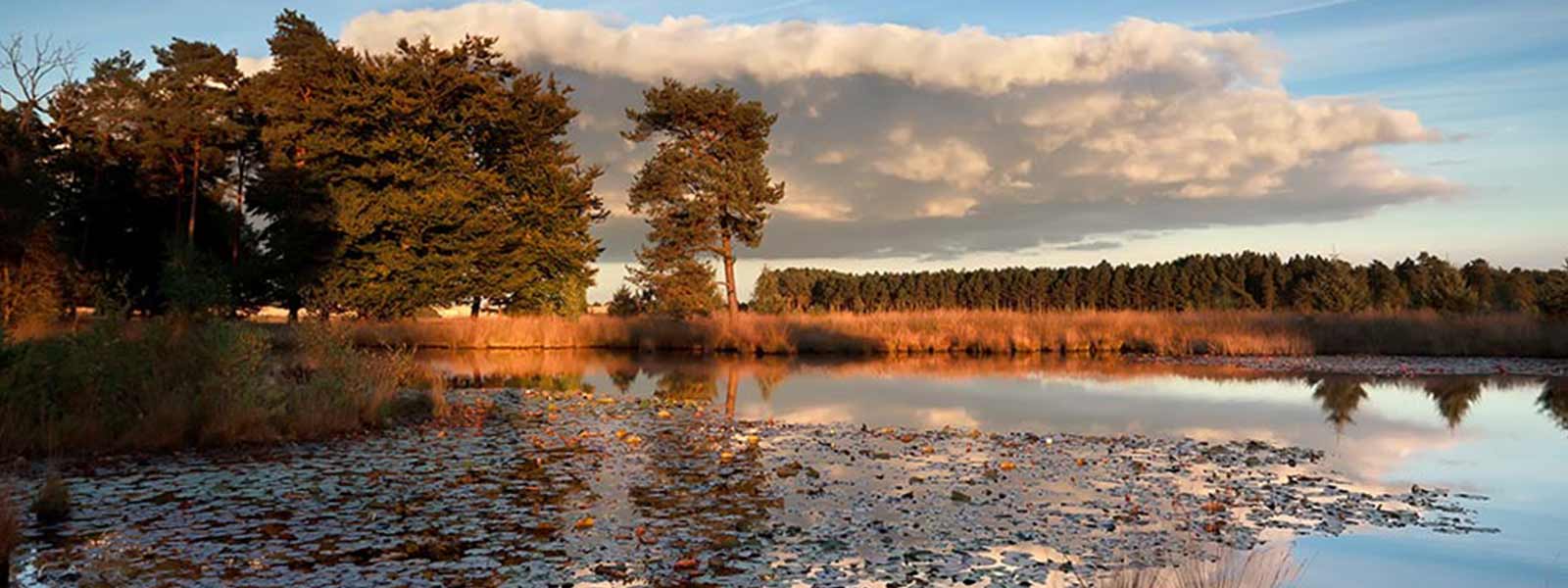 Allround_water_lelies_sunset