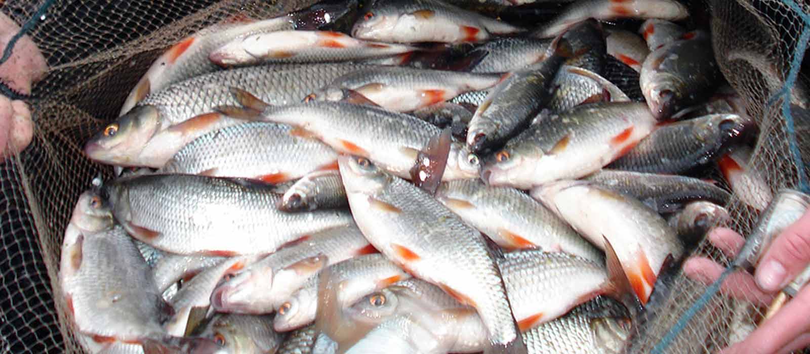 Vangst hennep winter