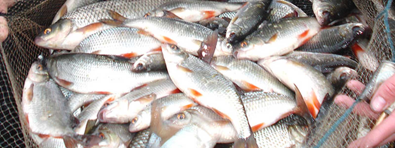 JVS_Visteller_2_anja_groot