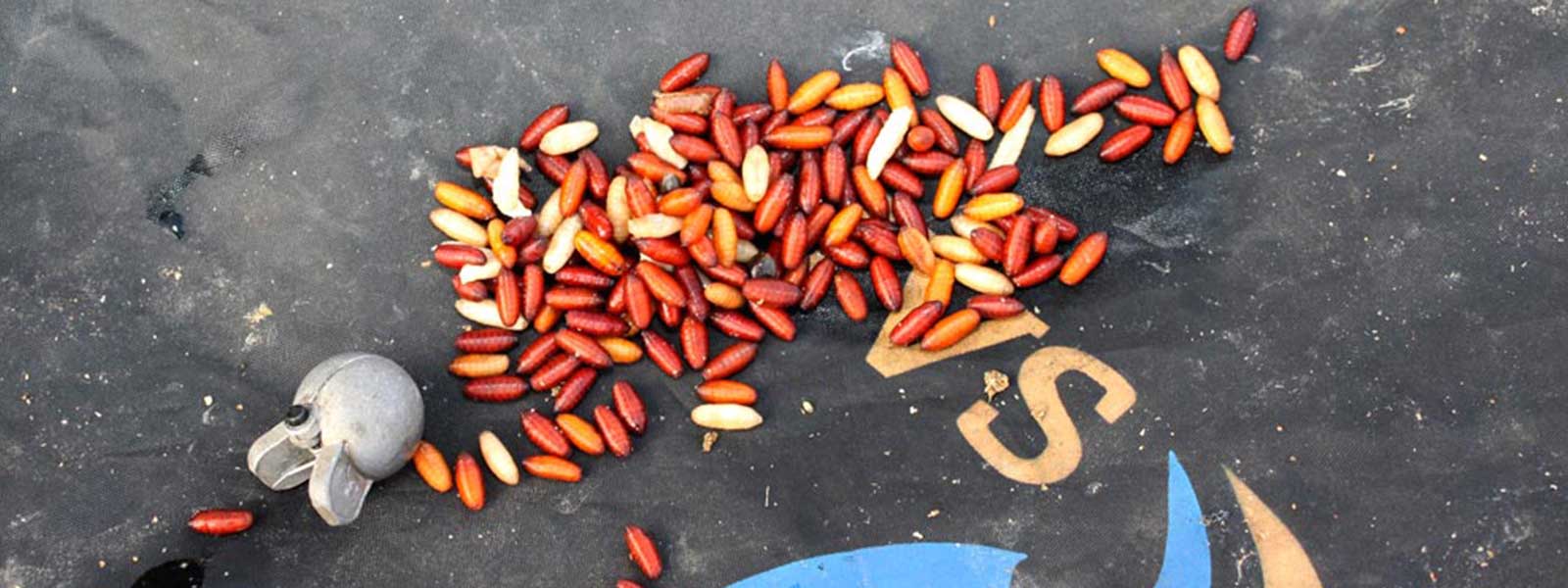 wintertips_casters_raven