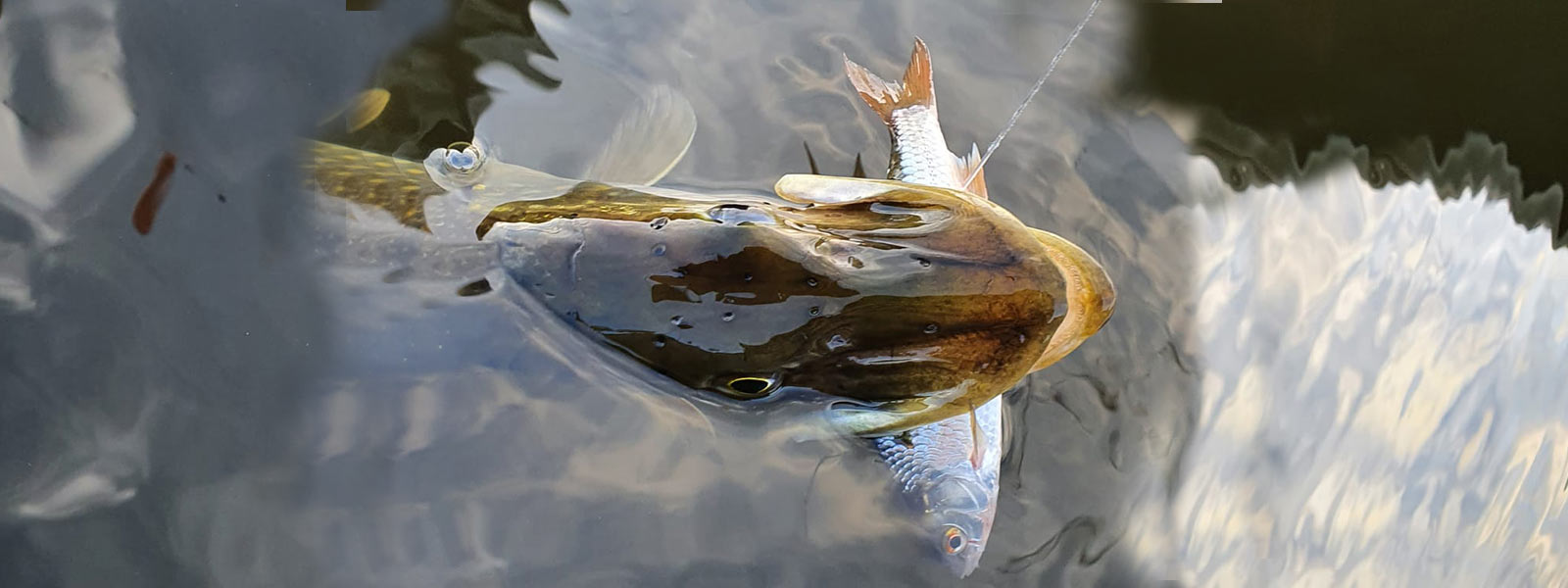 Statisch doodaasvissen