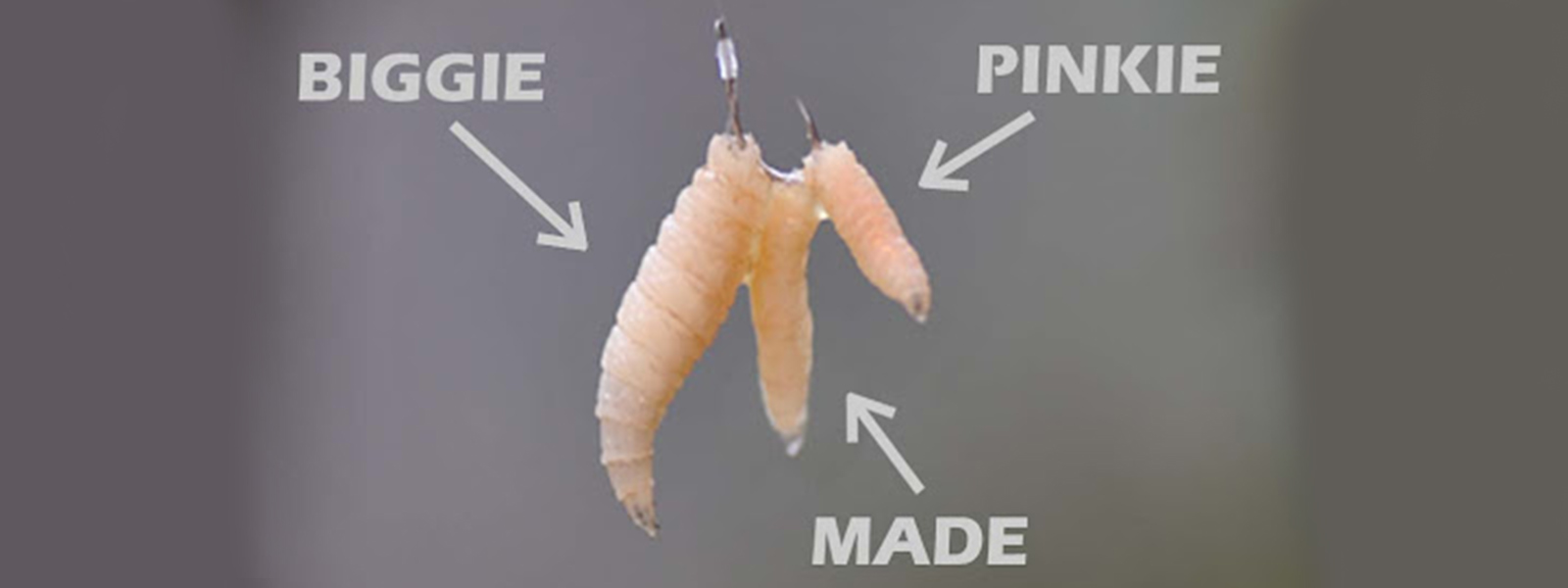 verschillende soorten maden